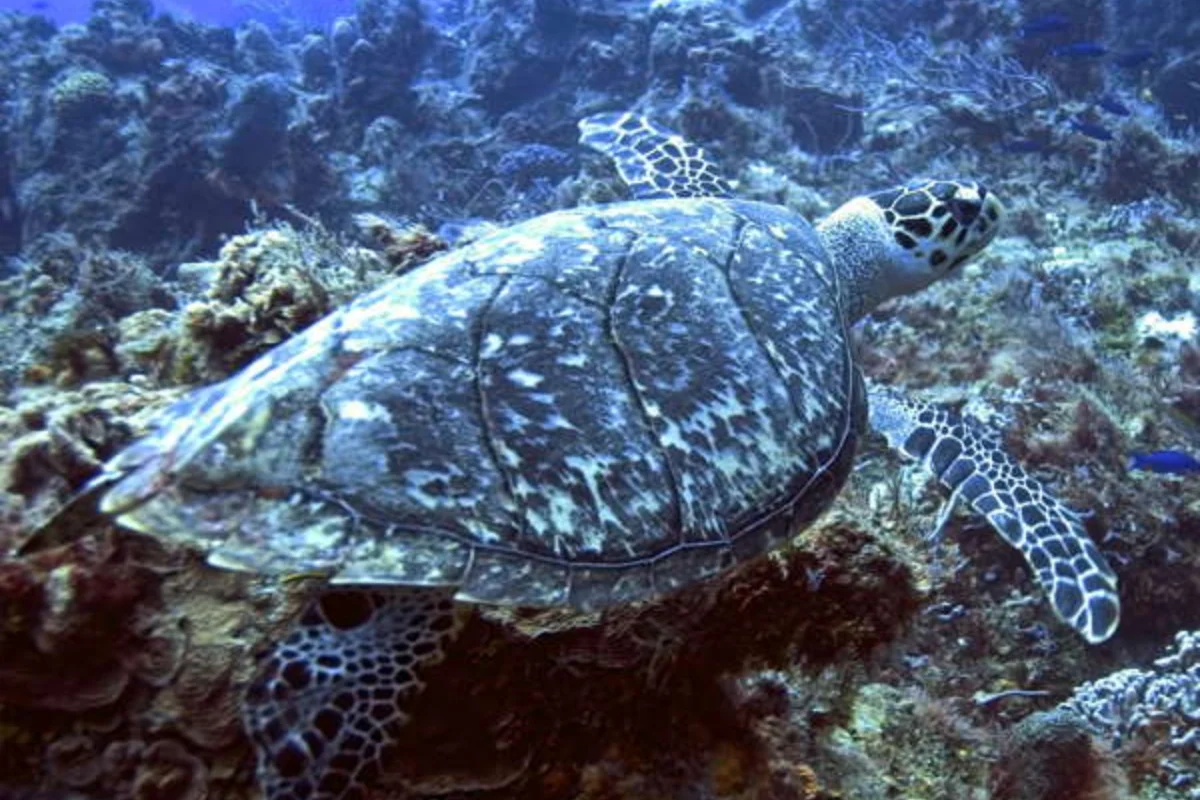 Scuba Diving at Caño Island